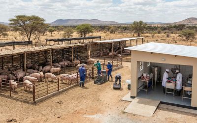 Global Pork Demand and the Tswana Swine
