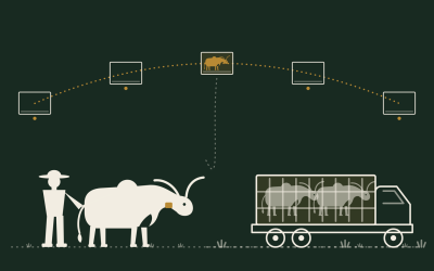 Chinyama.com: Botswana Builds a Digital Cattle Board That Unites Farmers, Buyers and Transporters